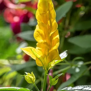 Golden Shrimp Plant Lollipop Print Golden Shrimp Plant Lollipop Print