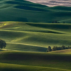 Lone tree and endless rolling hills of crops in the Palouse, from elevated position