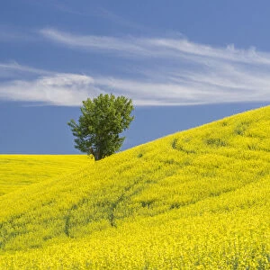 Lone tree in a field of blooming canola