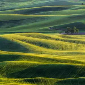 Lone tree in fields of wheat, peas and barley Lone tree in fields of wheat, peas and barley