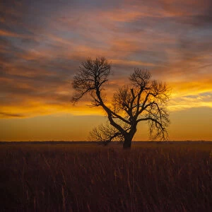 Lone tree at Quivira Game Refuge, Kansas