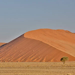 Lone tree and tall sand dune, Sossusvlei, Namibia