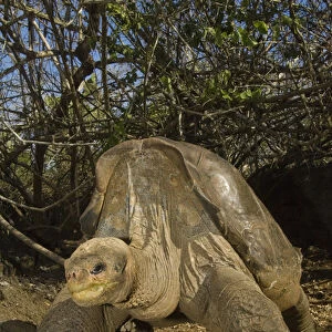 Lonesome George Giant Galapagos Tortoise (Geochelone elephantopus abingdoni)