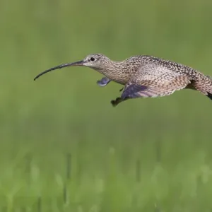 Long-billed Curlew in Flight