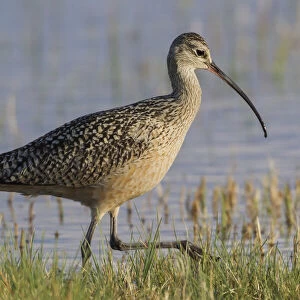 Long-billed curlew foraging