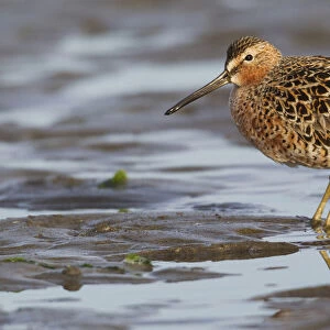 Long-billed dowitcher, tide flats