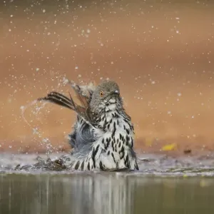 Long-billed Thrasher (Toxostoma longirostre), adult bathing, Rio Grande Valley, South Texas