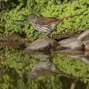Long-billed Thrasher (Toxostoma longirostris) drinking and bathing