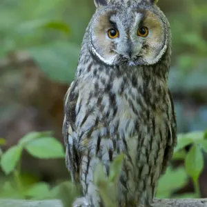 Long-eared owl. Enclosure in the Bavarian Forest National Park, Germany, Bavaria Long-eared owl. Enclosure in the Bavarian Forest National Park, Germany, Bavaria