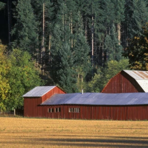 Long red wooden barn with golden yellow grass field and tall Douglas firs on the