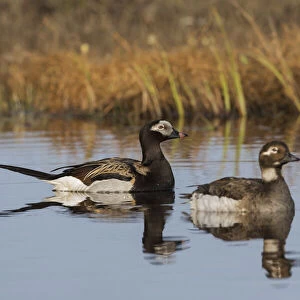 Long-tailed Duck Pair (Oldsquaw)