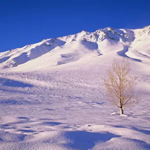 Long Valley. Lone elm tree on snow-covered hillside