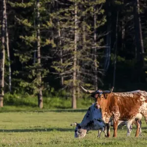 Longhorn cattle in lush pasture near Whitefish, Montana, uSA