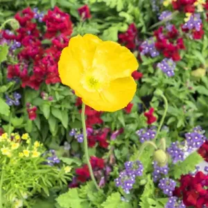 Longwood Gardens, Iceland Poppy, Kennett Square, Pennsylvania, USA