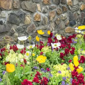 Longwood Gardens, Iceland Poppy, Kennett Square, Pennsylvania, USA