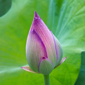 Lotus bud, Fujian Province, China