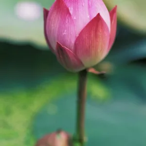 Lotus flower bud, Hangzhou, Zhejiang Province, China