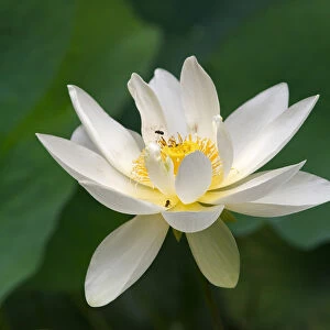 Lotus flower, China