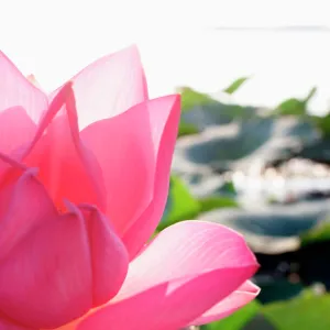 Lotus flower [Nelumbo speciosum] in full bloom. Mantova / Mantua, Italy