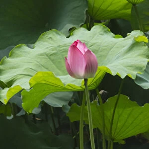 Lotus pond in Humble Administrators Garden, UNESCO World Heritage Site, Suzhou
