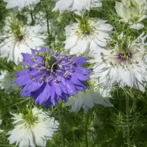 Love-in-a-mist flowers, USA