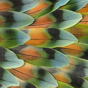 Lovebird tail feather pattern, Bandon, Oregon