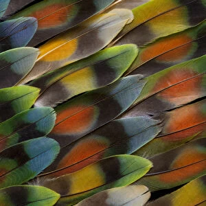 Lovebird tail feather pattern and design