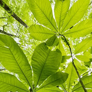 Low angle upward view beneath Umbrella Magnolia trees in spring, Great Smoky Mountains