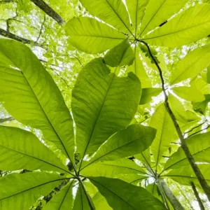 Low Angle Print of Umbrella Magnolia Trees in Spring Low Angle Print of Umbrella Magnolia Trees in Spring
