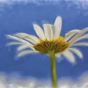 Low angle view of Oxeye Daisy flower