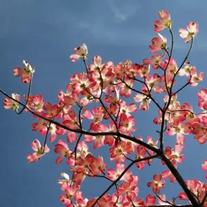 Low angle view upward of pink dogwood tree against blue sky, Lexington, Kentucky