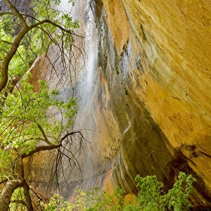 Lower Emerald Pool Waterfall Red rock and Tree, Zion Canyon, Zion National Park, Utah