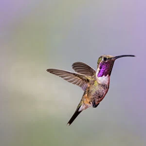 Lucifer hummingbird (Calothorax lucifer) male hovering