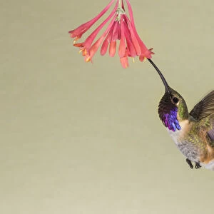Lucifer Hummingbird (Calothorax lucifer) feeding