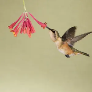 Lucifer Hummingbird (Calothorax lucifer) feeding