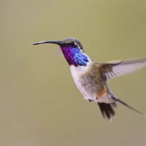 Lucifer Hummingbird Male Print