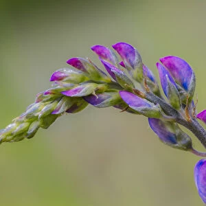Lupine flower opening up, Olympic National Park, Washington State