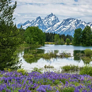 Lupine flowers with the Teton Mountains in the background