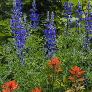 Lupine and Indian Paintbrush wildflowers carpet the forest floor in the Stillwater