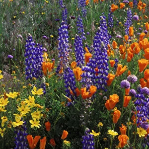 Lupines, coreopsis (Coreopsis californica), and California poppies (Eschscholzia