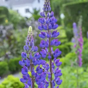 Lupines Print, USA Lupines Print, USA