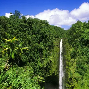 Lush vegetation framing Akaka Falls, Akaka Falls State Park, The Big Island, Hawaii, USA