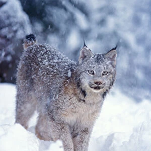 lynx, Lynx lynx, in the snow in the foothills of the Takshanuk mountains, northern