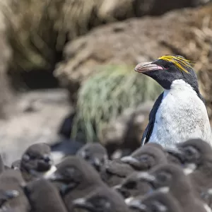 Macaroni Penguin in colony of Southern Rockhopper Penguins on Bleaker Island, Falkland Islands