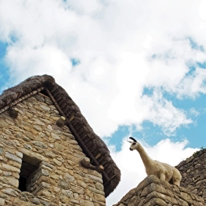 Machu Picchu, Peru, A Llama takes in the view of the ancient Lost City of the Inca