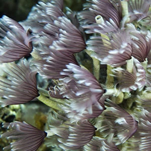 Macro photograph of Caribbean Feather Duster Tube Worms on a coral reef near Staniel Cay