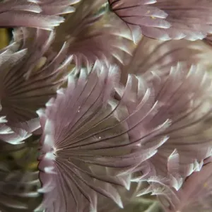Macro photograph of Caribbean Feather Duster Tube Worms on a coral reef near Staniel Cay