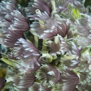 Macro photograph of Caribbean Feather Duster Tube Worms on a coral reef near Staniel Cay