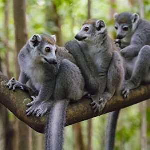 Madagascar, Ankarana, Ankarana Reserve. Crowned lemurs