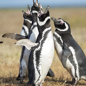 Magellanic Penguin social interaction and behavior in a group, Falkland Islands